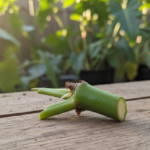 philodendron propagation node cut