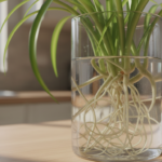 spider plant propagation in water