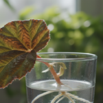 begonia leaf propagation