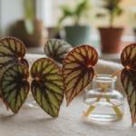 rex begonia propagation leaf cutting