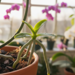 phalaenopsis orchid keiki propagation