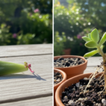 succulent propagation leaf vs stem