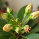 buds falling off before opening indoor