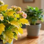 yellow leaves while flowering indoor plant