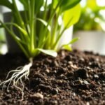 best potting soil for indoor flowers