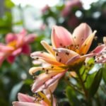 bottom watering indoor plants