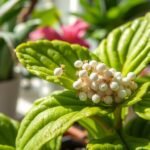 how to water indoor plants properly