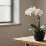 minimalist indoor flower display