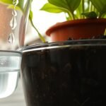 indoor plant leaves turning yellow overwatering
