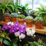 plants and flowers indoor display